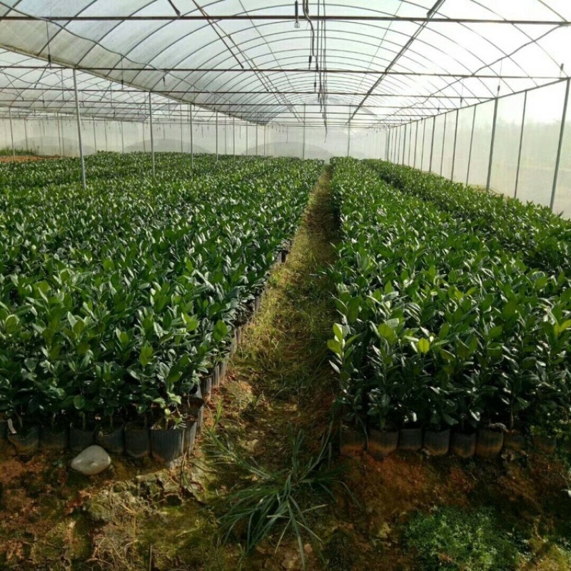 纽荷尔脐橙苗苗场直发提供技术假一赔十欢迎下单