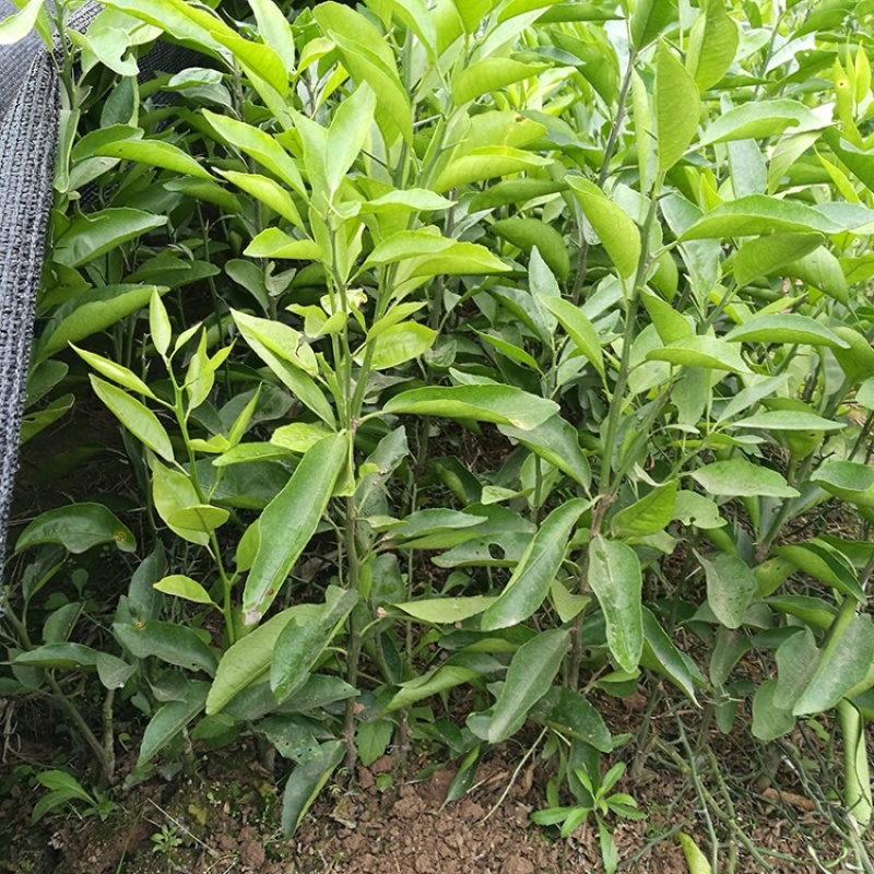 纽荷尔脐橙苗苗场直发提供技术假一赔十欢迎下单