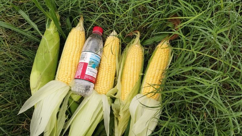 实力推荐太阳花甜玉米货源充足产地价格实惠欢迎联系