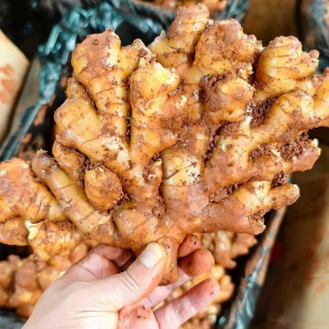 云南文山库存二号姜出售