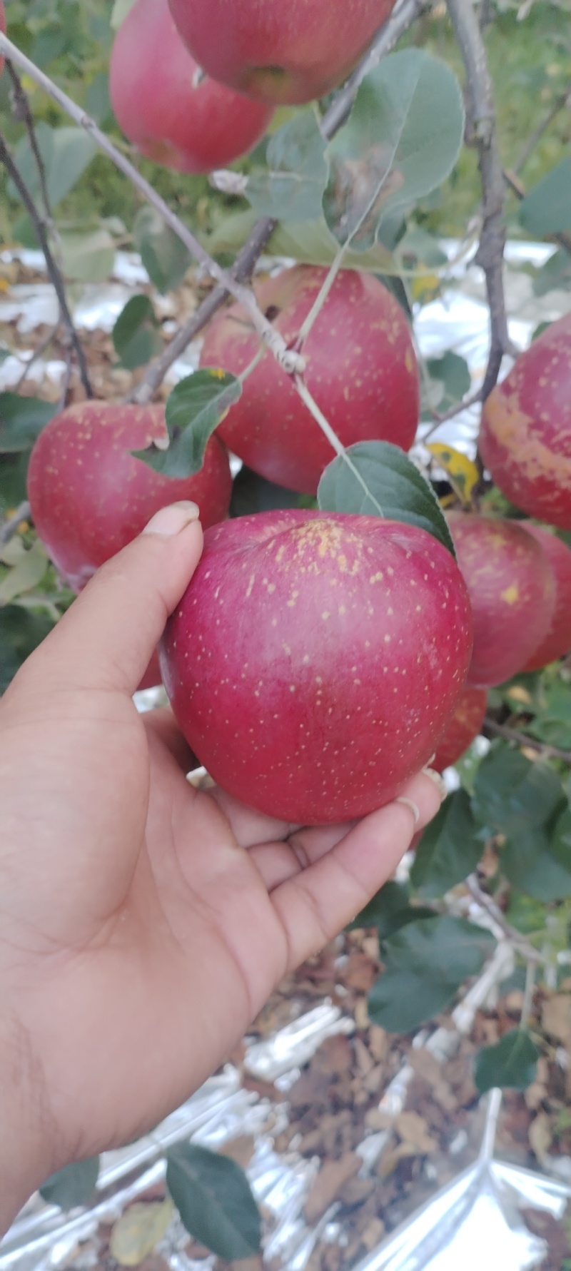 云南昭通苹果/昭通2001丑苹果/新货上市承接电商