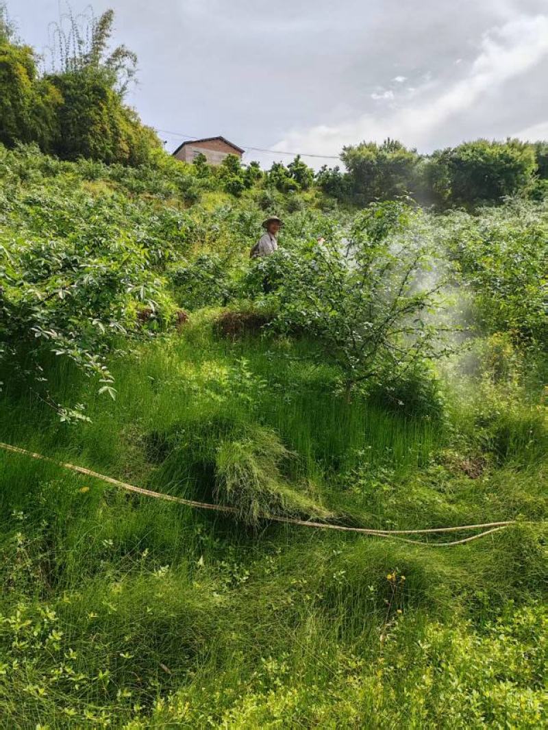 青花椒