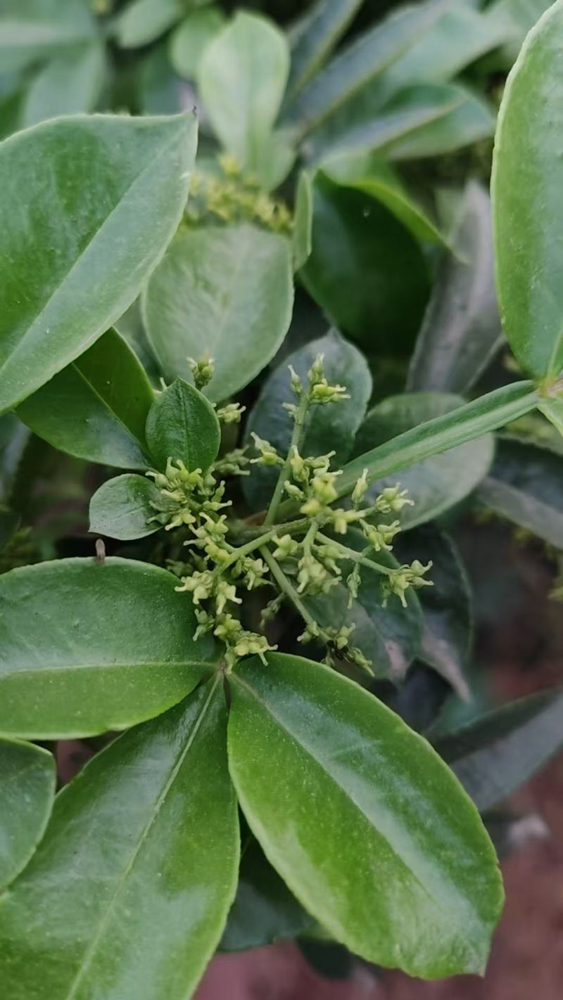 青花椒