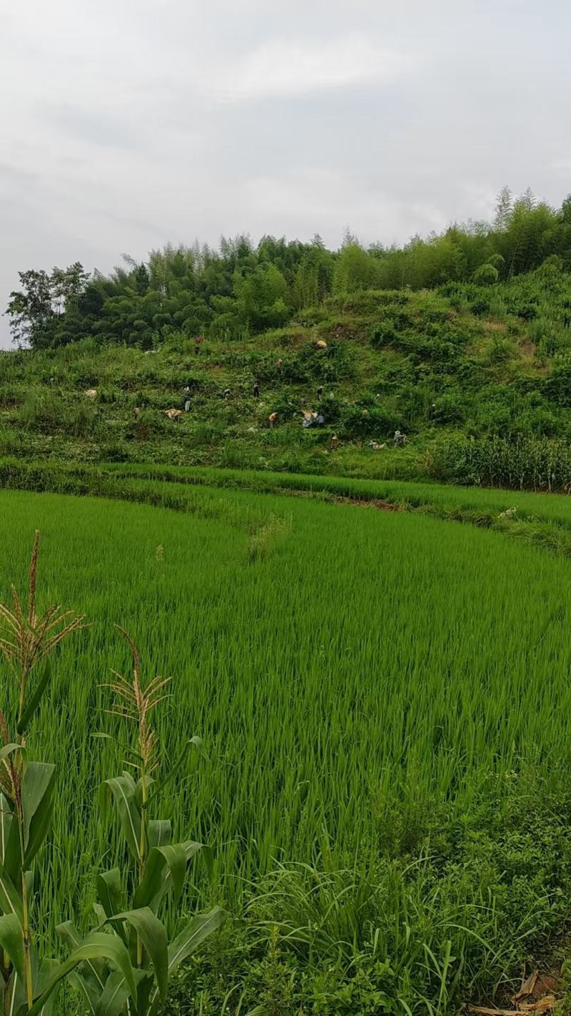 青花椒