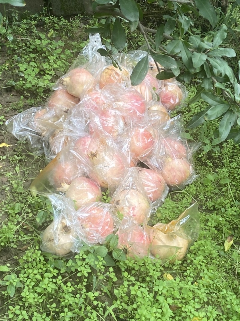 临潼石榴