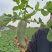 天津沙窝萝卜天星02水果萝卜，天星二号，老金星