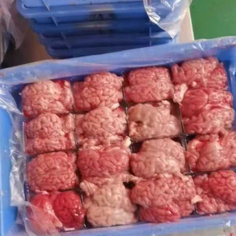 羊对脑