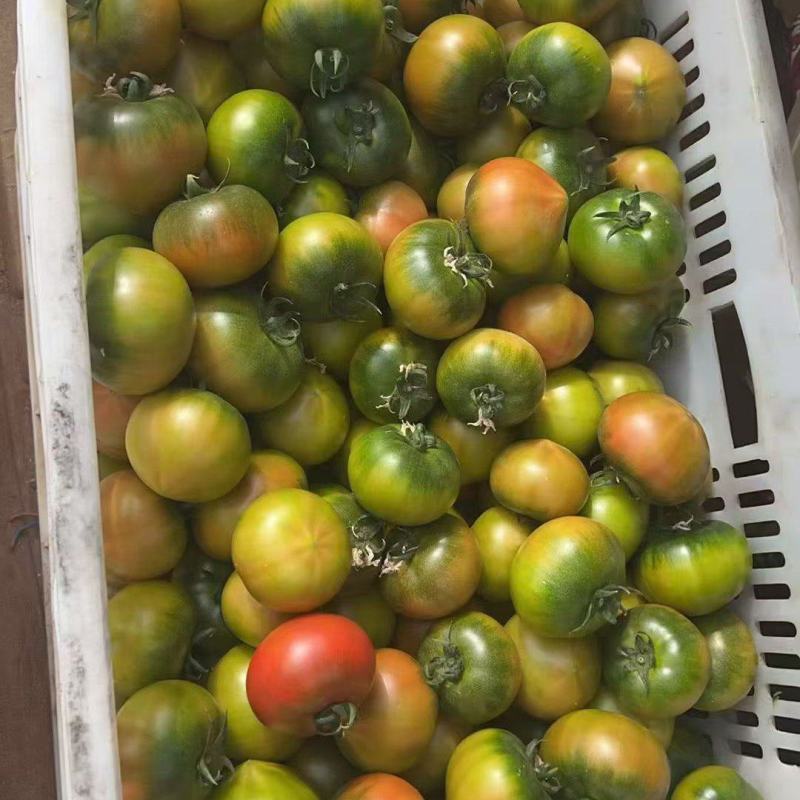 盘锦碱地柿子