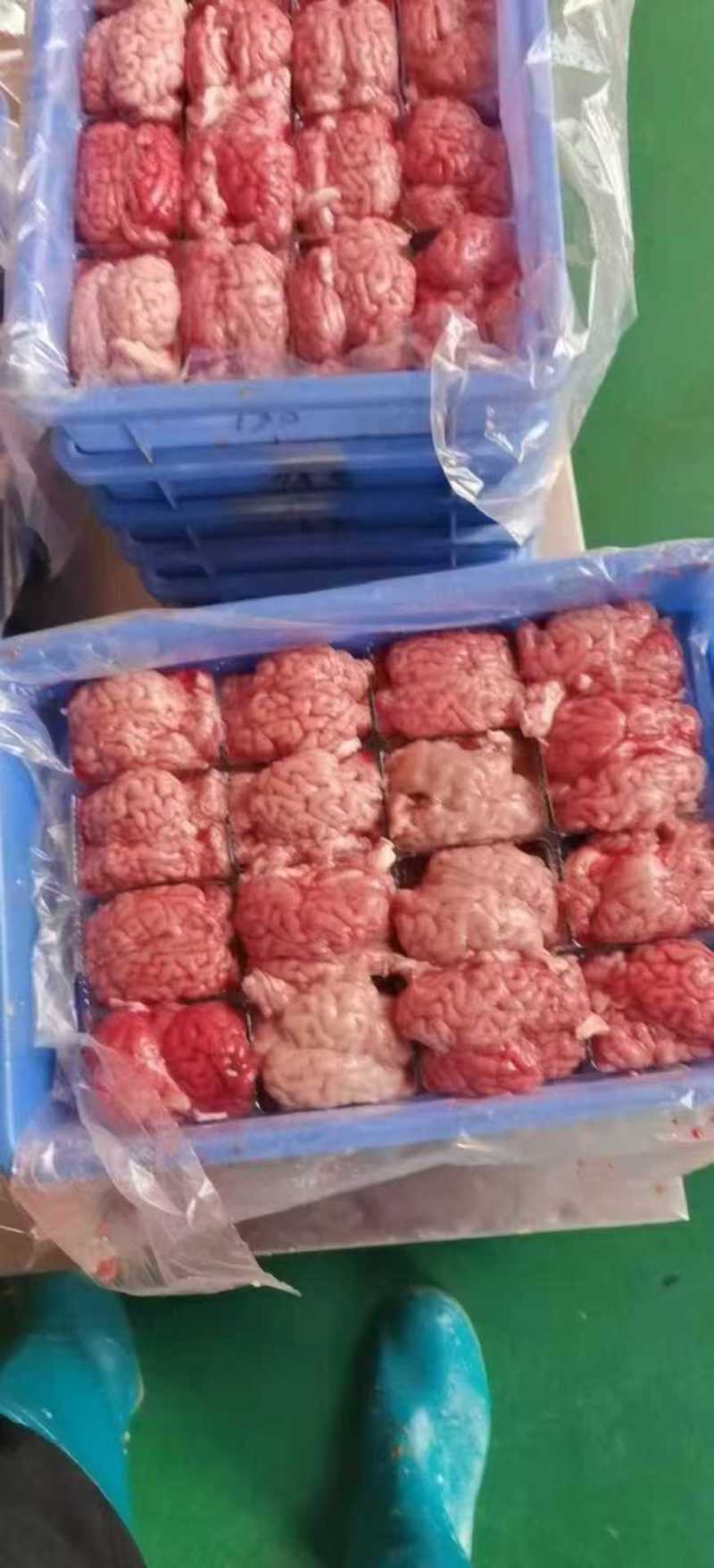 羊对脑