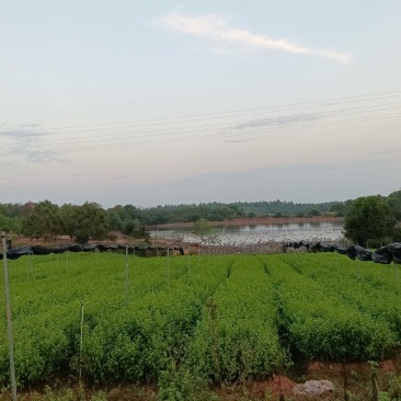 优质小叶青皮岗梅苗基地直销