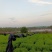 优质小叶青皮岗梅苗基地直销