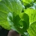 【热卖】四川成都小白菜大量上市品质保障欢迎电联