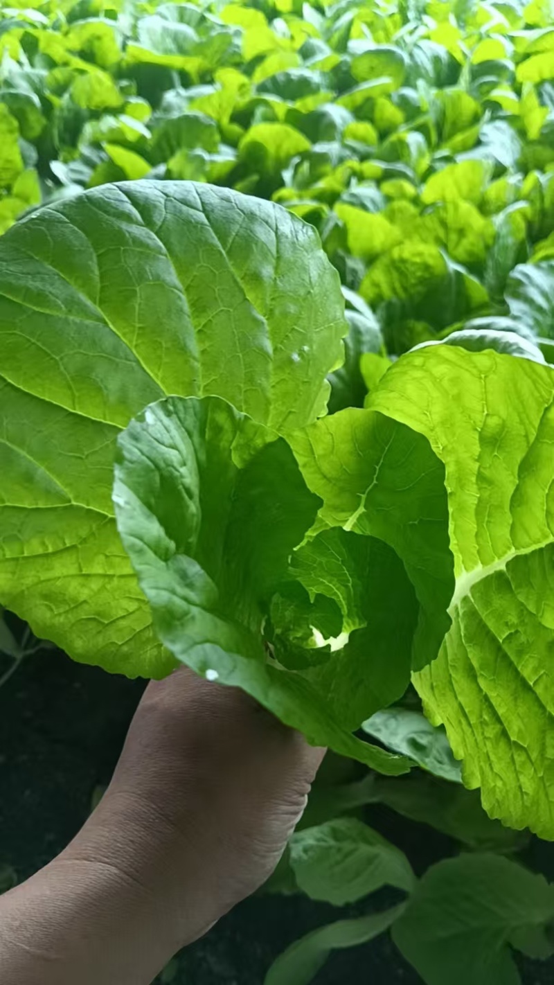【热卖】四川成都小白菜大量上市品质保障欢迎电联