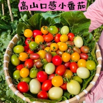 四川攀枝花高山纯露天“混搭盲盒口感小番茄”晒足阳光自然