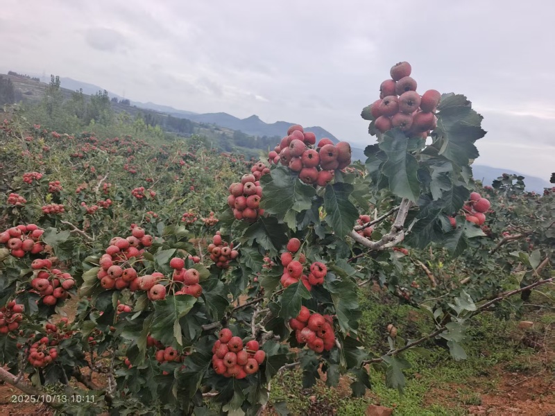 商品果，口感好，色泽靓，质量好，糖葫芦