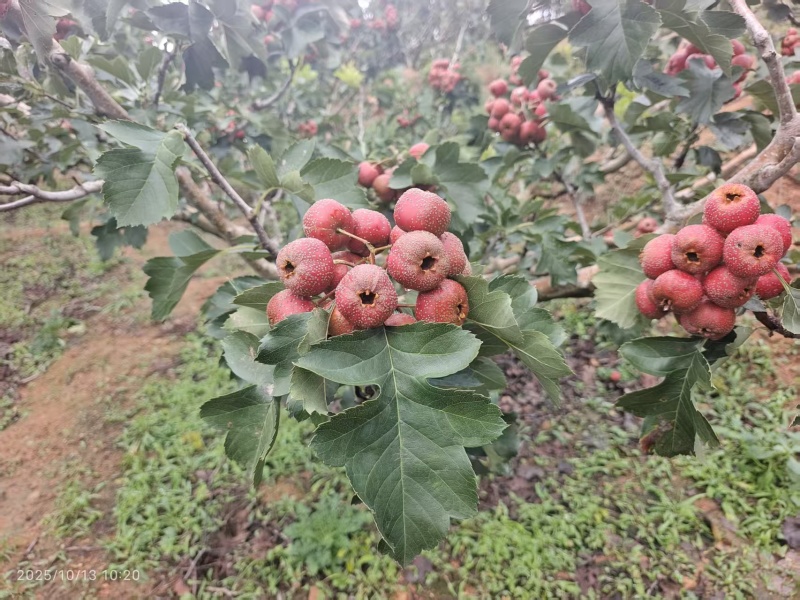 商品果，口感好，色泽靓，质量好，糖葫芦