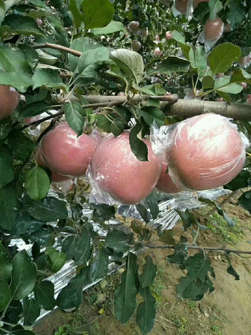 运城市万荣红富士苹果