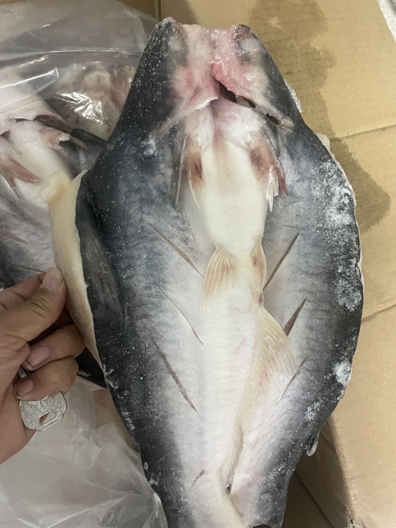 腌制开背巴沙鱼，烧烤烤鱼，各种规格！价钱合理！欢迎合作！