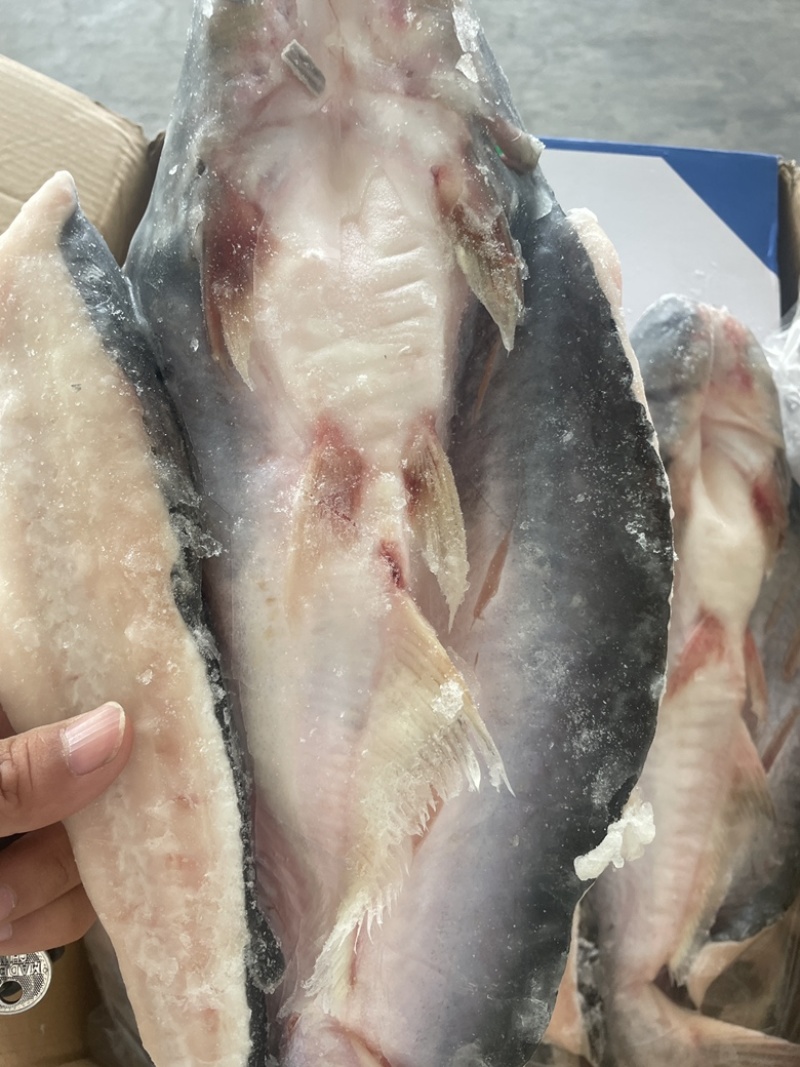 腌制开背巴沙鱼，烧烤烤鱼，各种规格！价钱合理！欢迎合作！