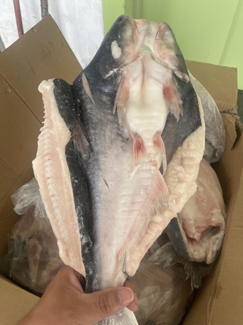 腌制开背巴沙鱼，烧烤烤鱼，各种规格！价钱合理！欢迎合作！