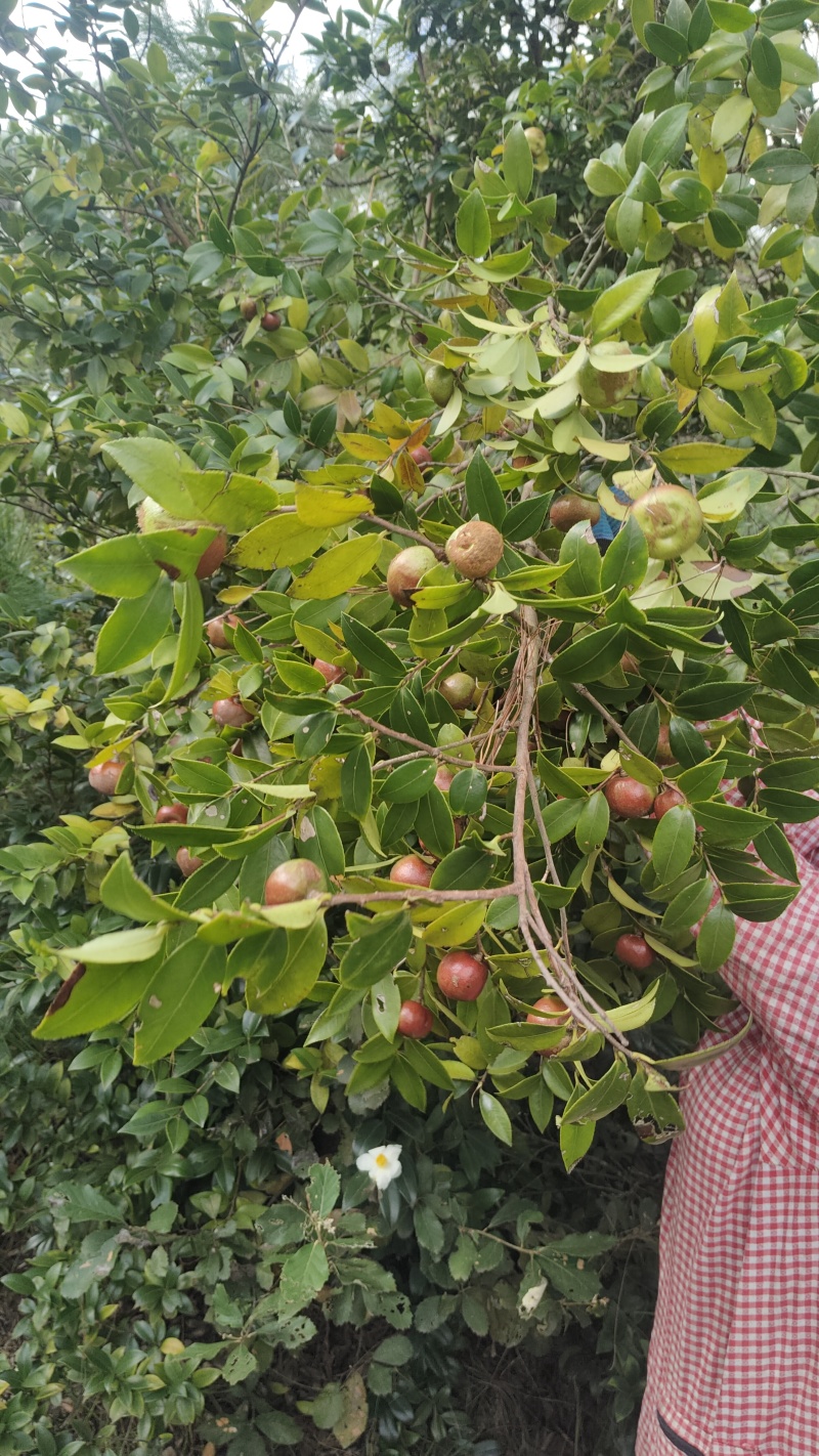 山茶油果鲜货