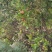 山茶油果鲜货