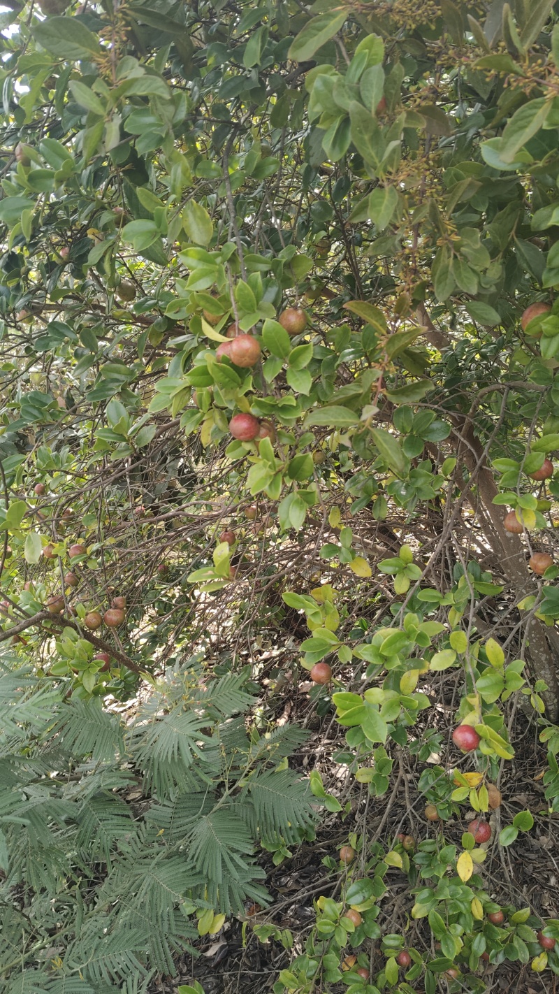 山茶油果鲜货