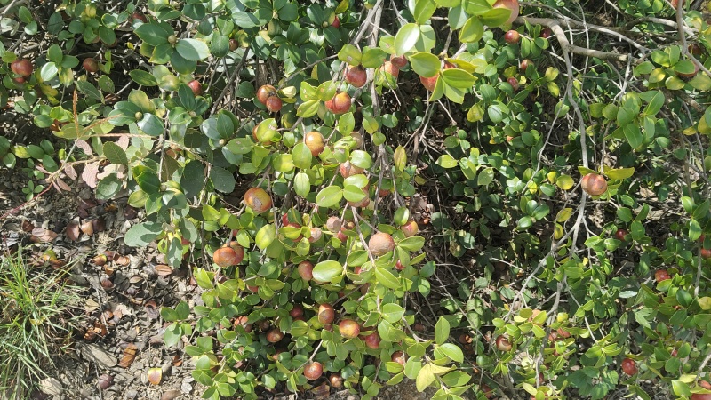 山茶油果鲜货