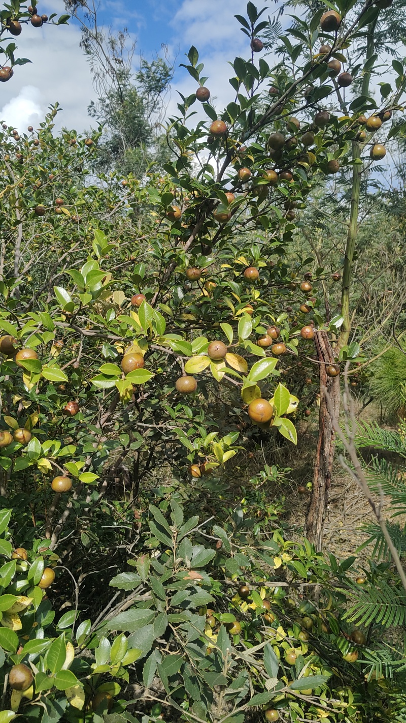山茶油果鲜货