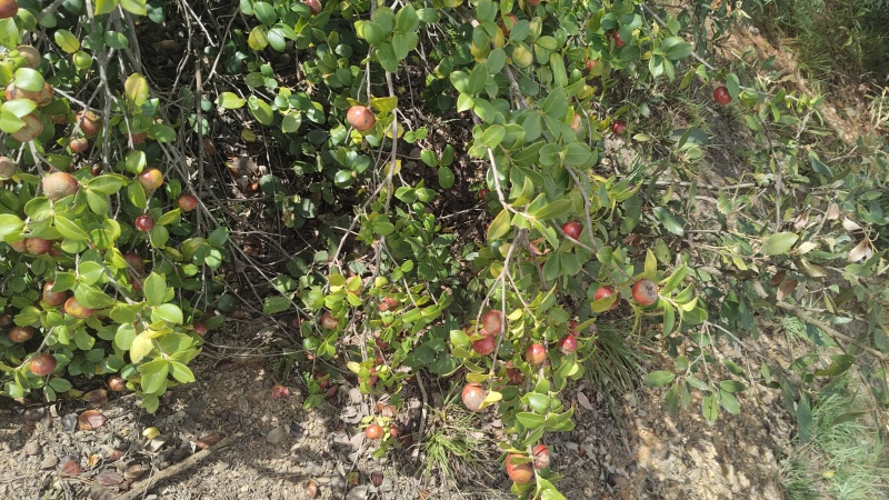 山茶油果鲜货