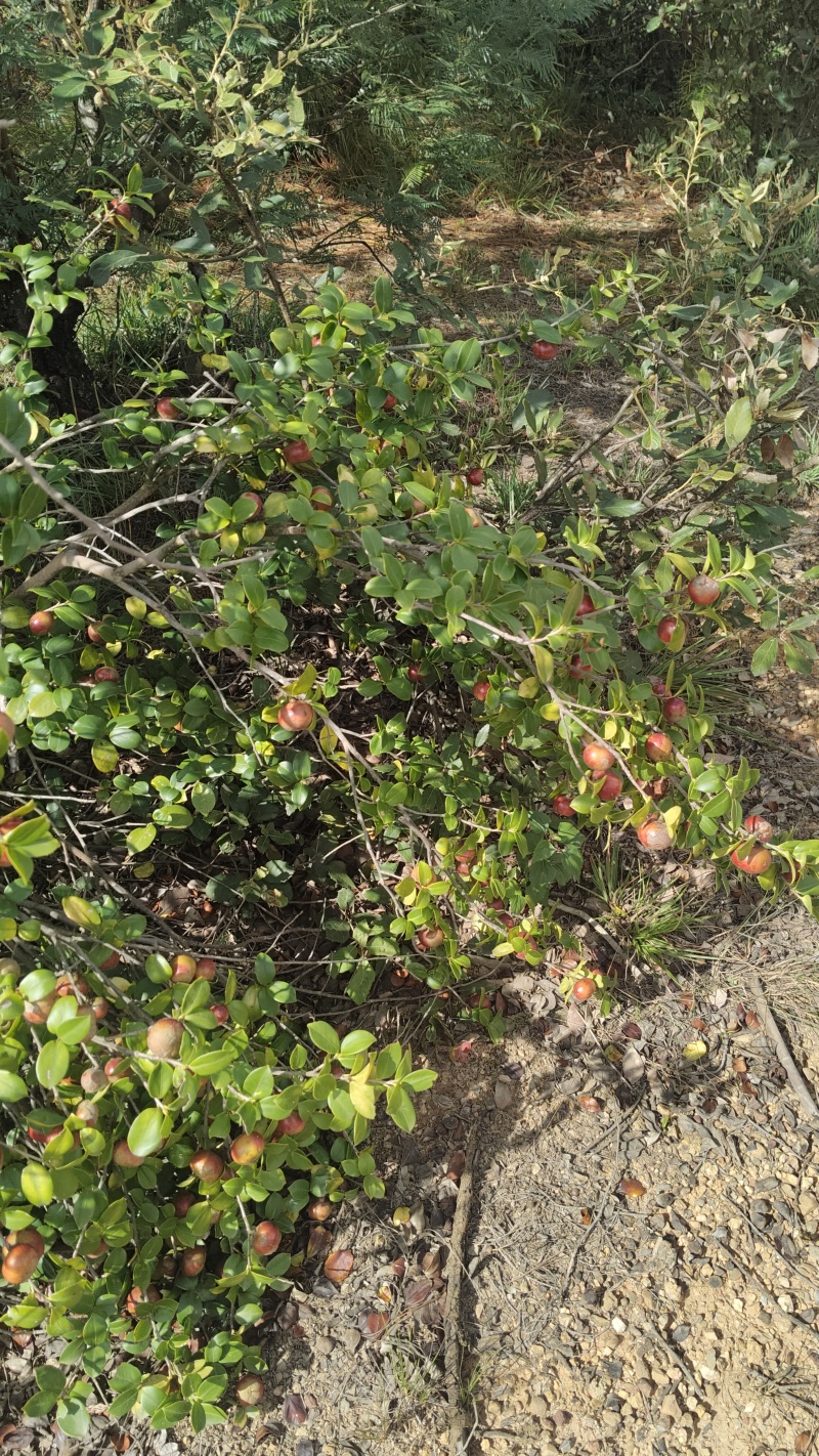 山茶油果鲜货