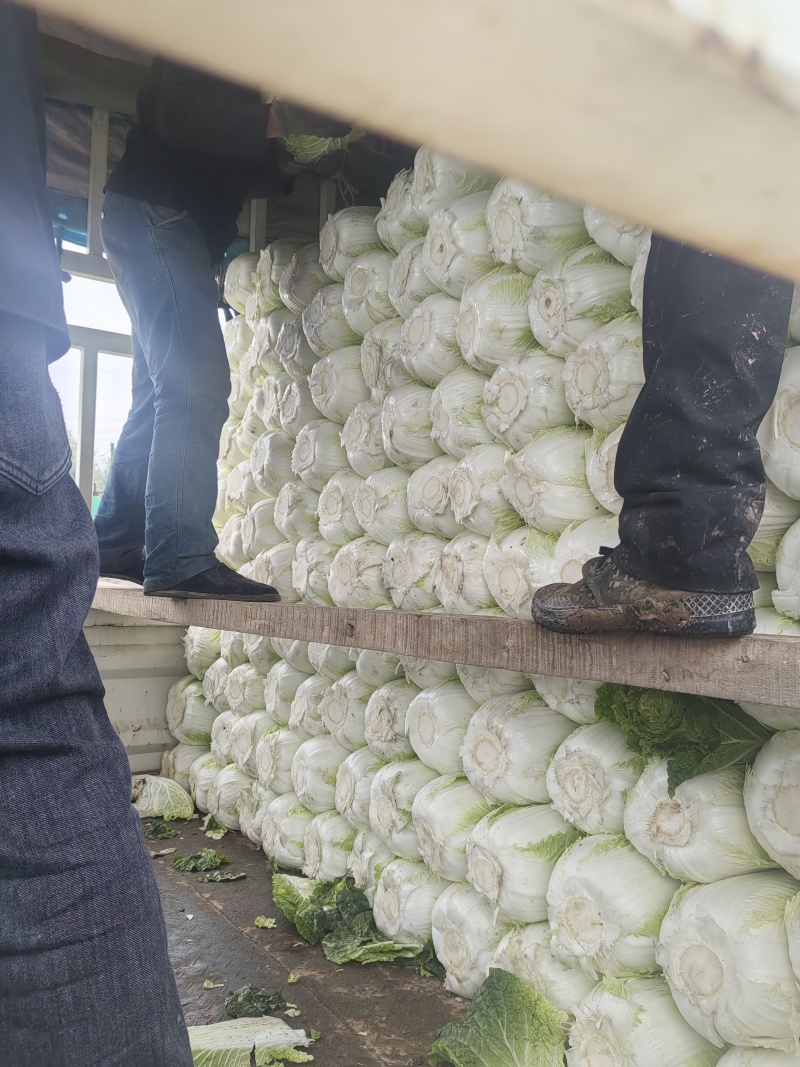 精品大白菜冬菜上市了