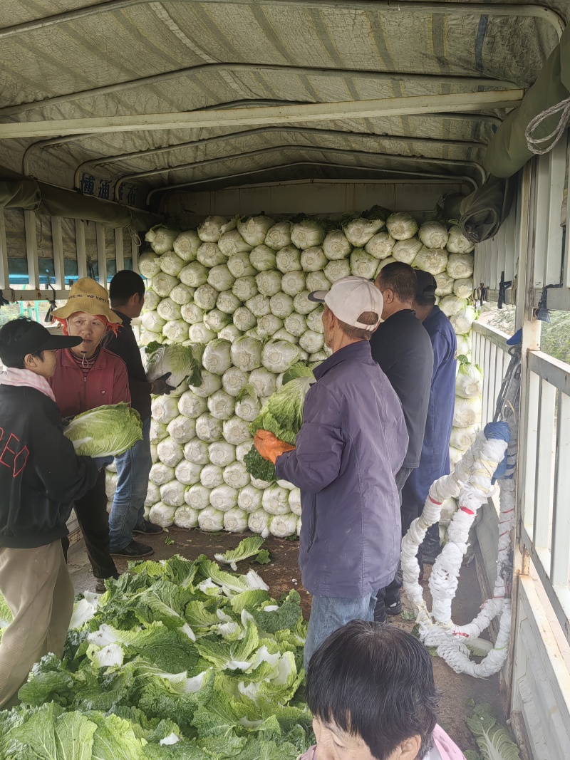 精品大白菜冬菜上市了