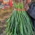 推荐禹州红根蒜苗产地直供量大从优价格实惠实力代发