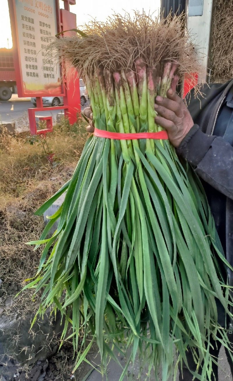 推荐禹州红根蒜苗产地直供量大从优价格实惠实力代发