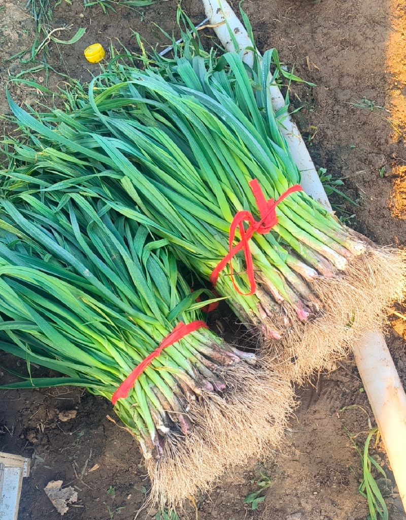 推荐禹州红根蒜苗产地直供量大从优价格实惠实力代发