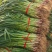 推荐禹州红根蒜苗产地直供量大从优价格实惠实力代发