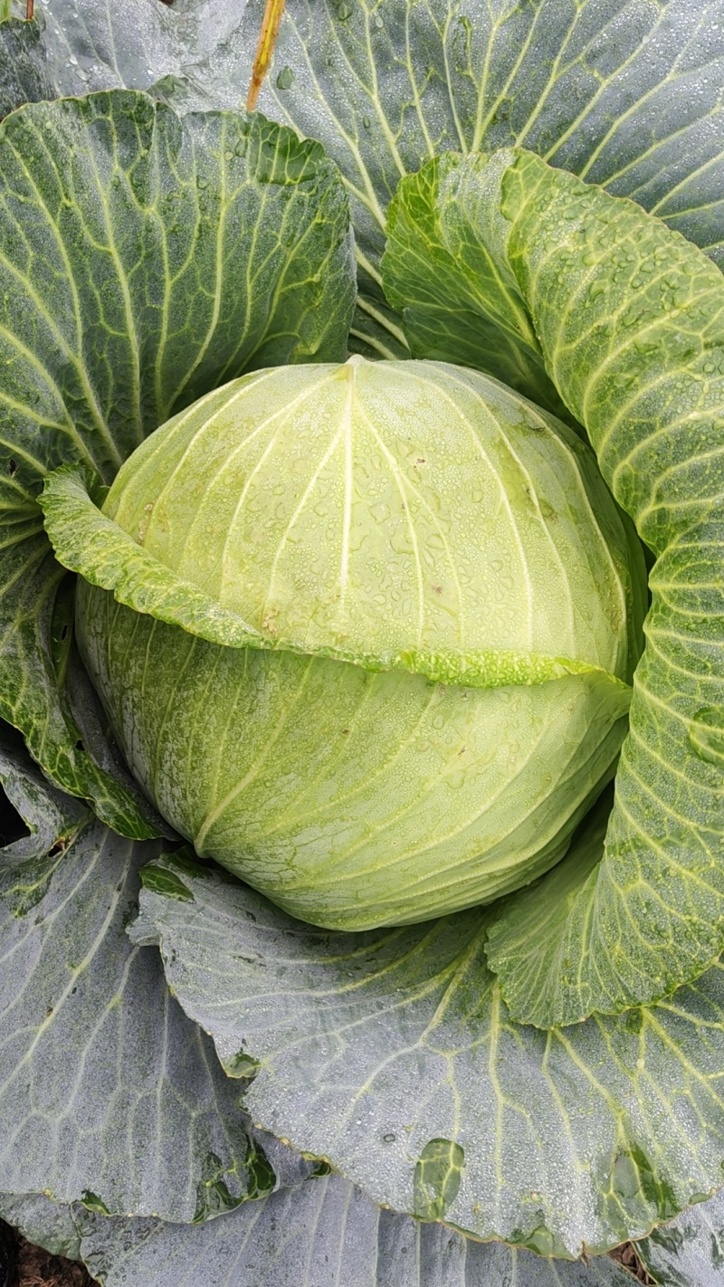 扁包菜