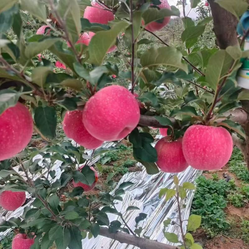 秦安红富士
