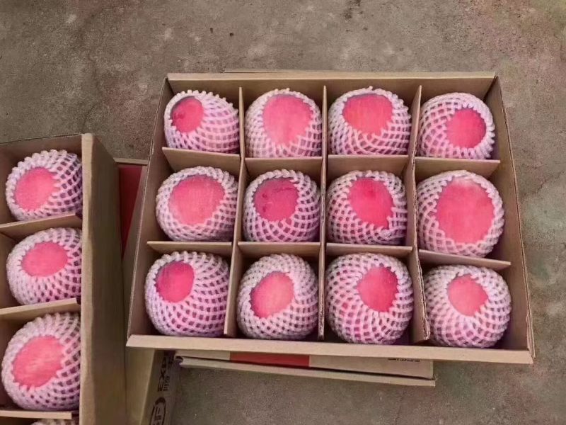 秦安红富士