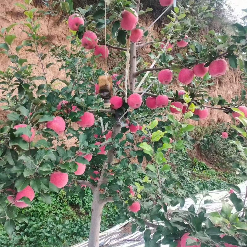 秦安红富士