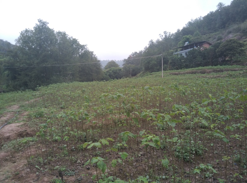 毛叶山桐苗，一线基地，无中间商