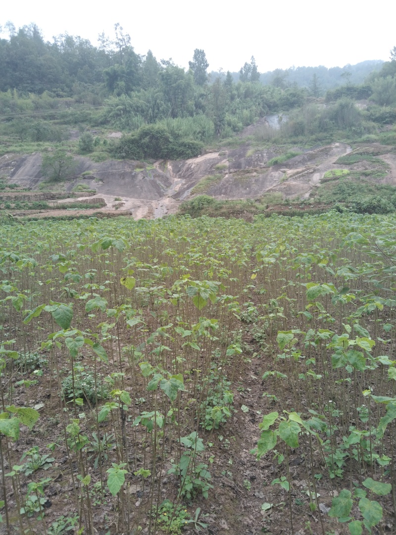 毛叶山桐苗，一线基地，无中间商