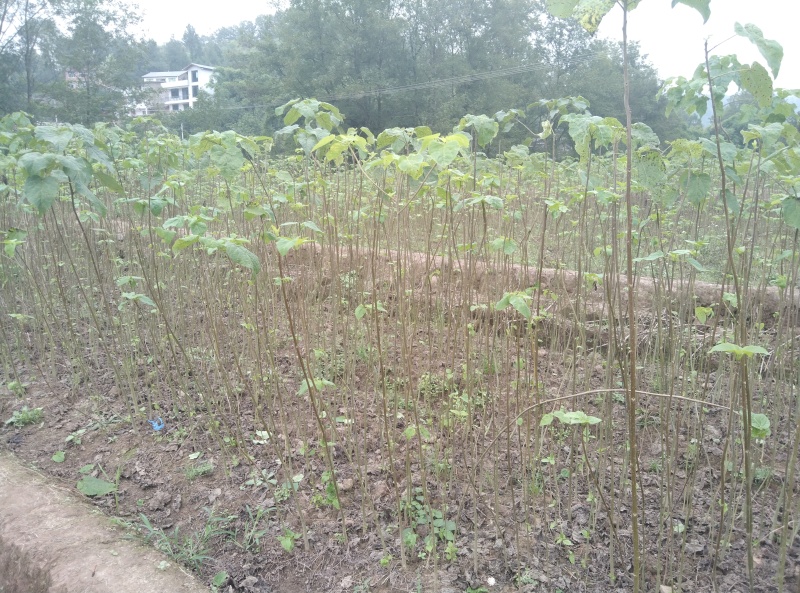 毛叶山桐苗，一线基地，无中间商