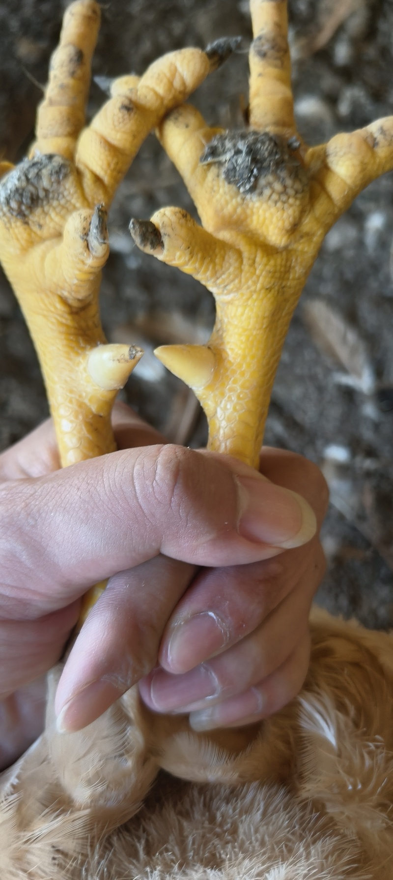 春茂岭南黄阉