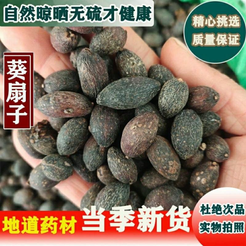 葵扇子中药材葵树子葵树籽葵扇子葵扇籽蒲葵子蒲扇种子扇叶