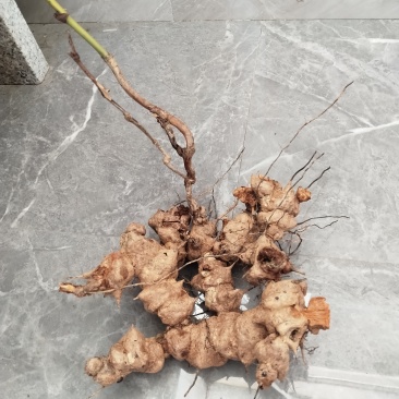 金刚滕***中药材野生发货加急质量保证
