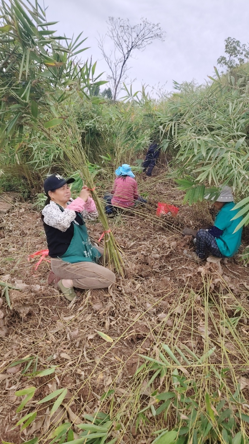 重庆毛竹苗（楠竹苗）大杯存活率高支持发快递现挖现发欢迎选购