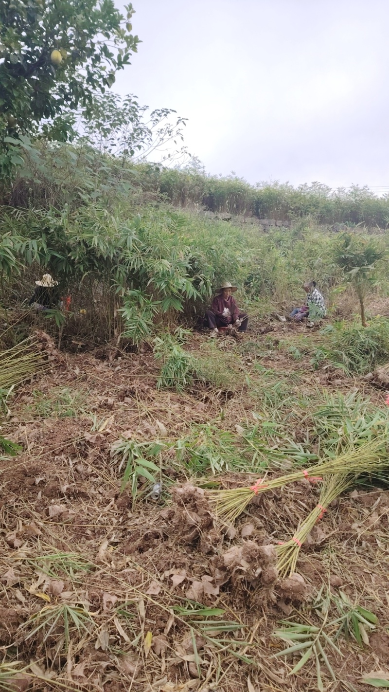 重庆毛竹苗（楠竹苗）大杯存活率高支持发快递现挖现发欢迎选购