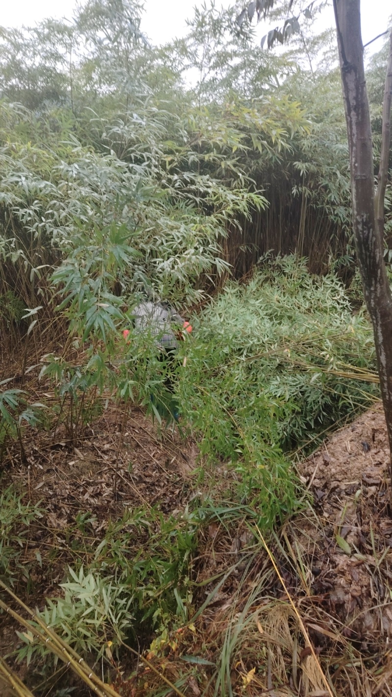 重庆毛竹苗（楠竹苗）大杯存活率高支持发快递现挖现发欢迎选购